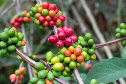 From Cherry to Cup: Tracing Ethiopian Coffee Origins